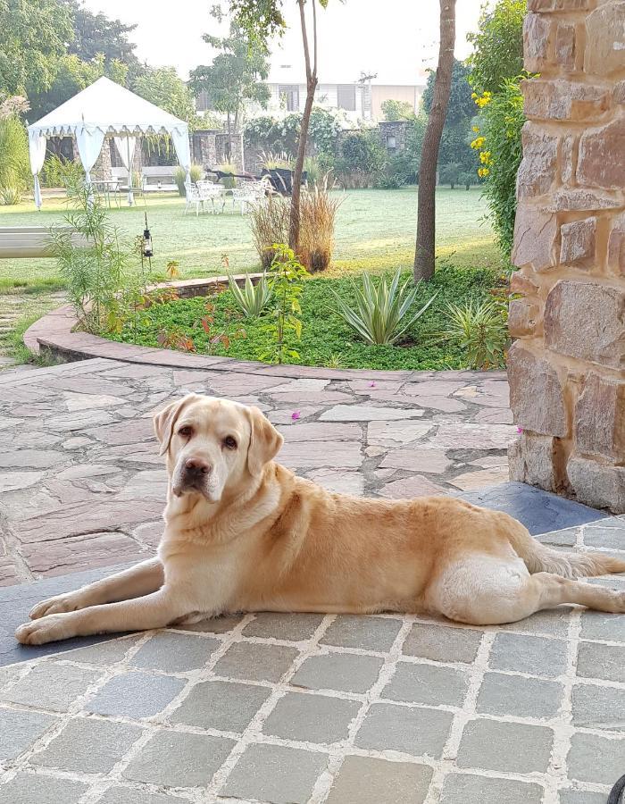 A Dog'S Story, Jaipur Bed and Breakfast Eksteriør billede