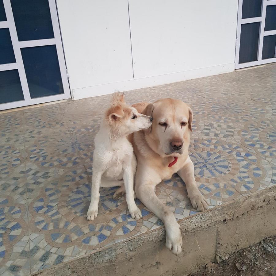 A Dog'S Story, Jaipur Bed and Breakfast Eksteriør billede