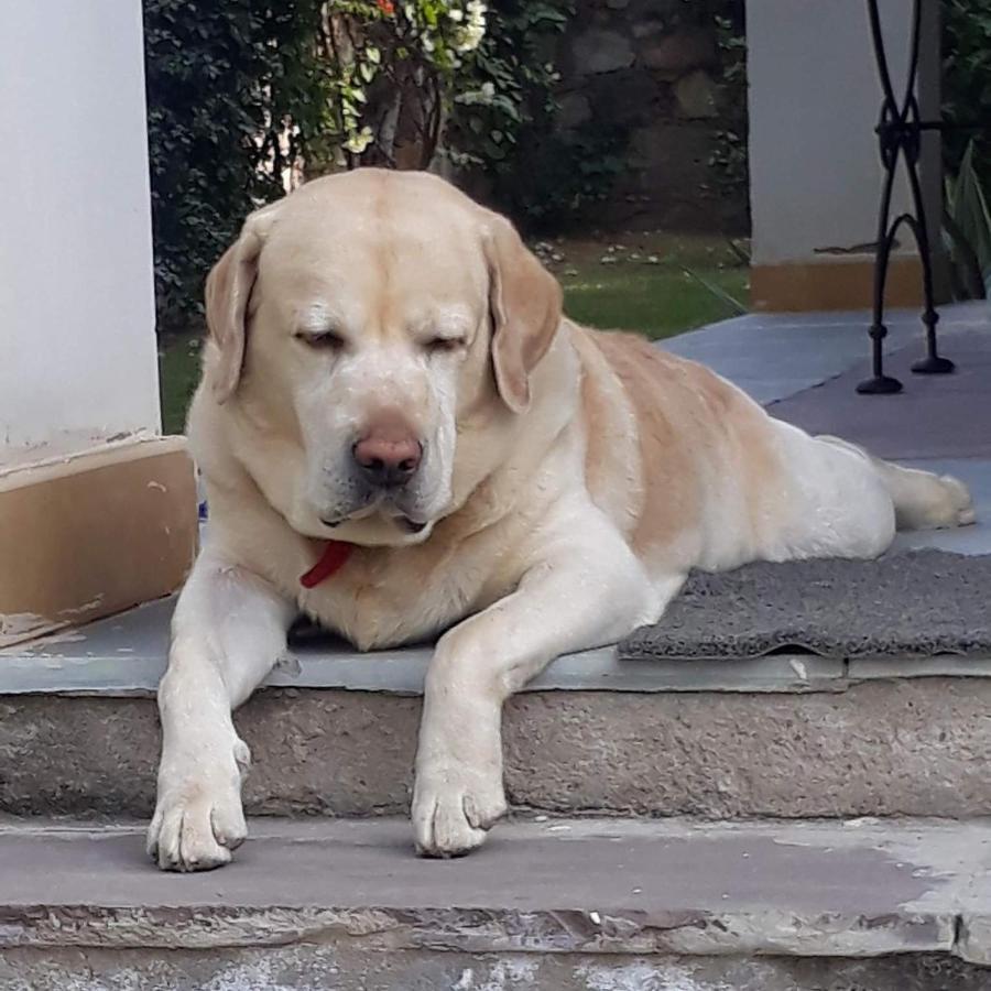 A Dog'S Story, Jaipur Bed and Breakfast Eksteriør billede