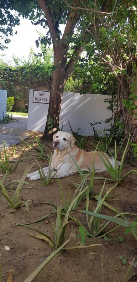 A Dog'S Story, Jaipur Bed and Breakfast Eksteriør billede